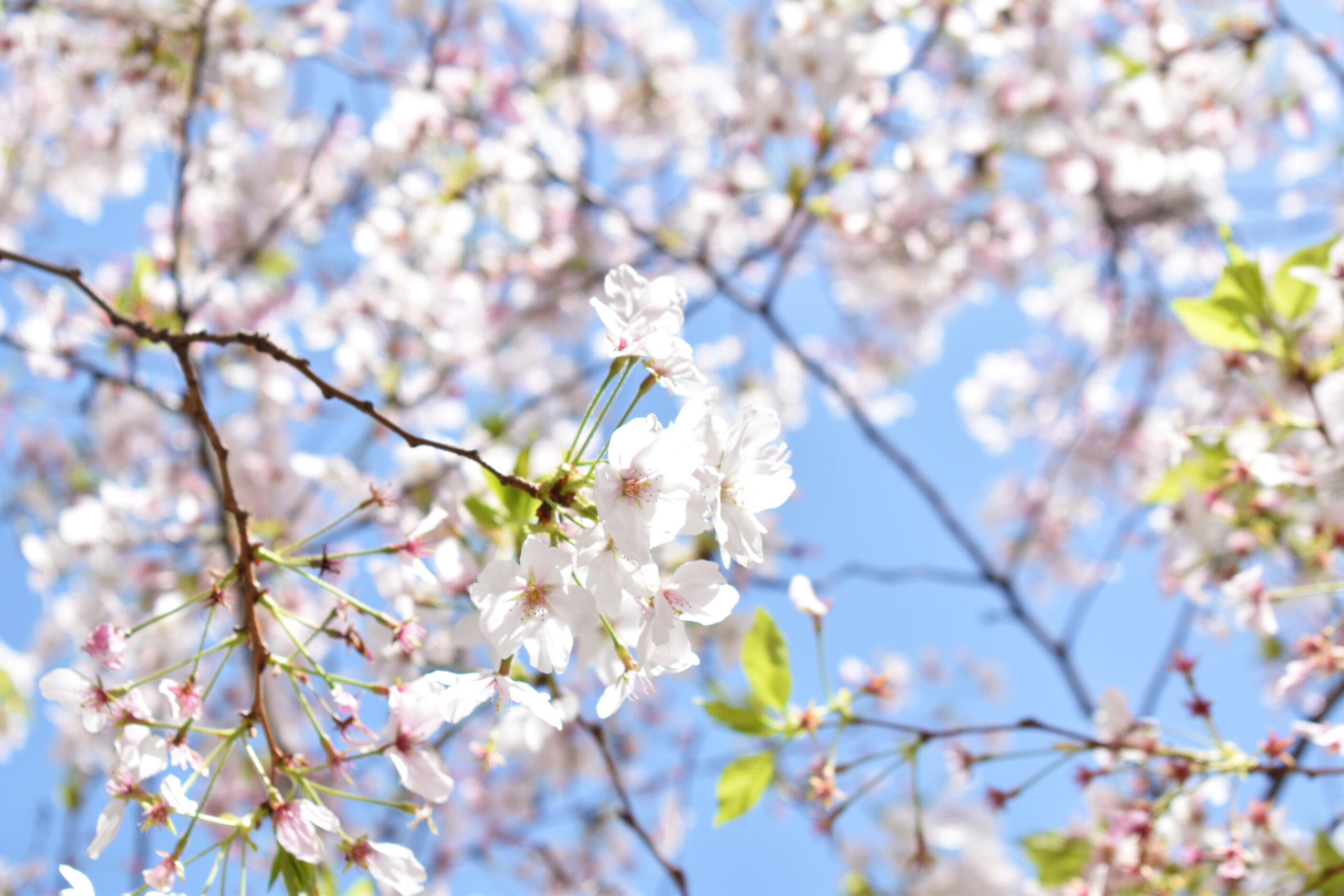 大阪ミナミの季節を巡る～春～<br>ホテルから徒歩で行ける桜名所